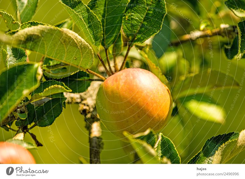 reifer Apfel am Baum Gesundheit rot grün Apfelbaum Frucht Vitamin C Essen Natur Aussaat Produkt Landwirtschaft Sommer Farbfoto Außenaufnahme Nahaufnahme