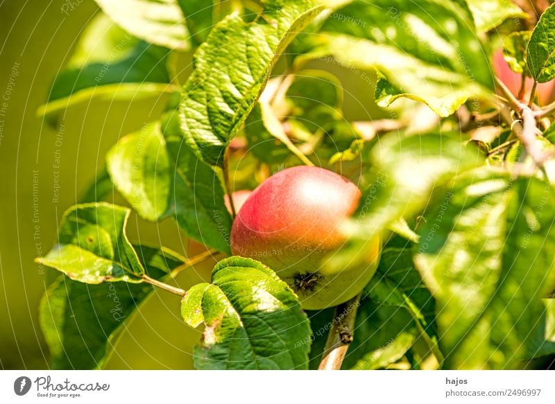 reifer Apfel am Baum Frucht Gesundheit rot Apfelbaum Sommer Obst Anbau Plantage Landwirtschaft Streuobstwiese schwäbisch Sorte alt Ernte gesund Vitamin C