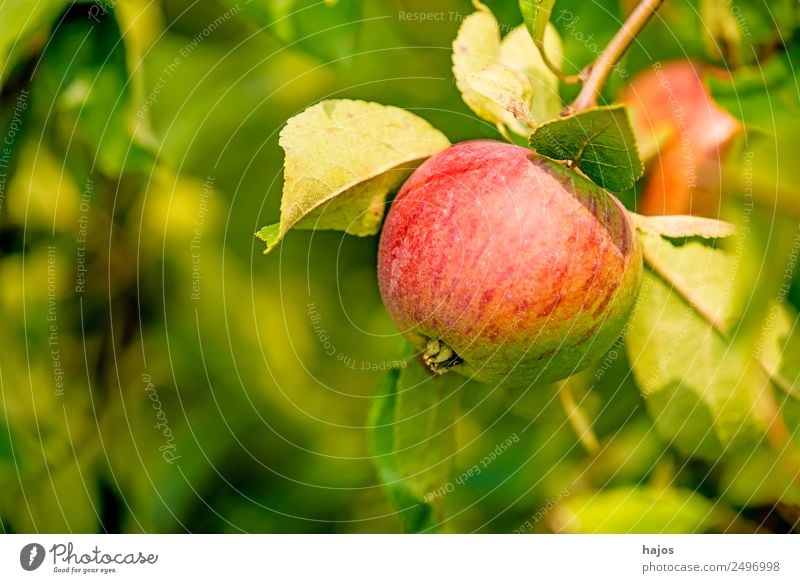 Apfel, reif am Baum rot saftig gesund Apfelbaum Sommer Herbst grün Ernährung Vitamin C Essen Erzeuger Landwirtschaft Obsterzeug Plantage Anbau schwäbisch