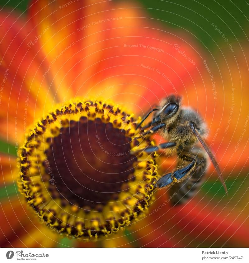 am Rad drehen schön Sommer Garten Arbeit & Erwerbstätigkeit Auge Umwelt Natur Pflanze Tier Urelemente Blume Blüte Wildtier Biene 1 Sammlung ästhetisch