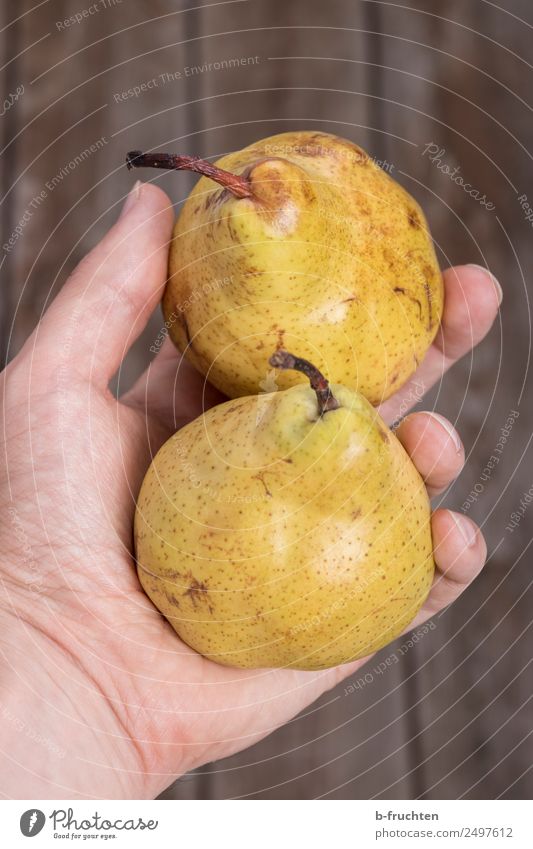 Ein Paar Birnen in der Hand Lebensmittel Frucht Picknick Bioprodukte Gesundheit Mann Erwachsene Finger Sommer wählen festhalten frisch Ernte paarweise 2 haltend