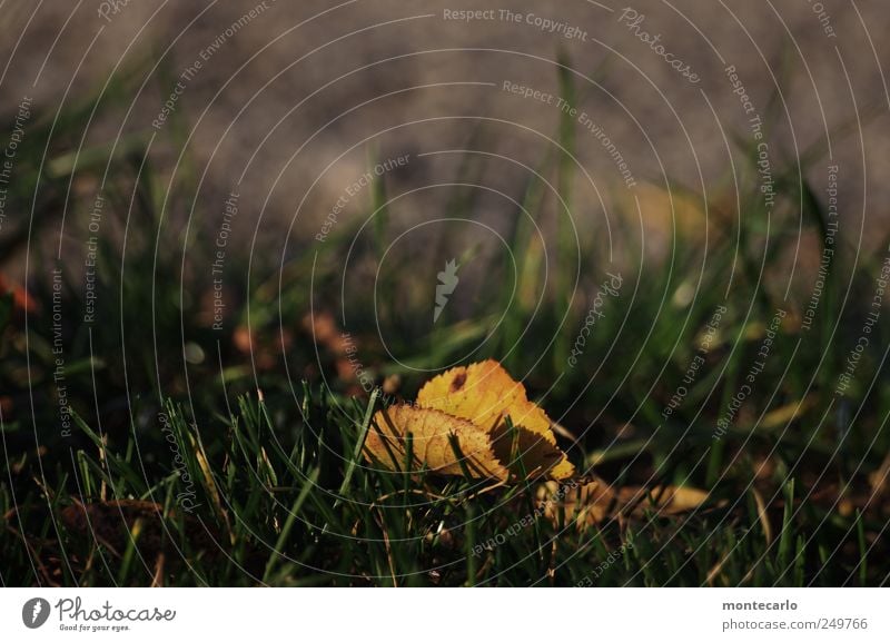 Das goldene Blatt Natur Pflanze Herbst Schönes Wetter alt dehydrieren Farbfoto mehrfarbig Außenaufnahme Nahaufnahme Detailaufnahme Textfreiraum oben Tag