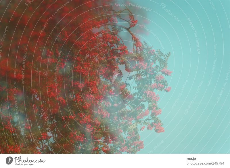 Fototapete Vugelbeerbaam Natur Wolkenloser Himmel Herbst Schönes Wetter Baum Vogelbeerbaum blau grün rot Umwelt Reflexion & Spiegelung Farbfoto Außenaufnahme