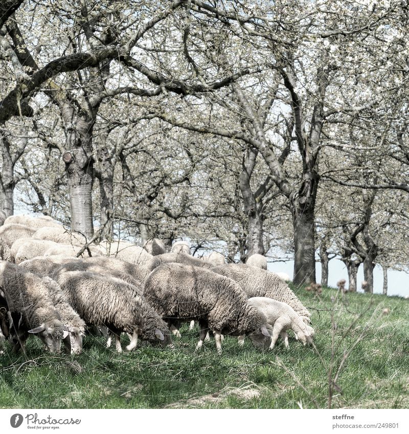 Talk is sheep Frühling Baum Wiese Nutztier Schaf Lamm Tiergruppe Fressen Wolle mäh Farbfoto Außenaufnahme Tag Zentralperspektive