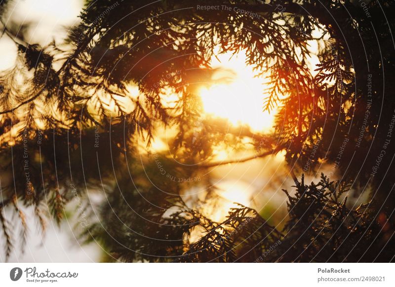 #A# Morning Gold Umwelt Natur Landschaft Pflanze Klima Klimawandel Schönes Wetter Garten Park Wald Urwald ästhetisch Kanada Sonnenaufgang gold Nadelbaum