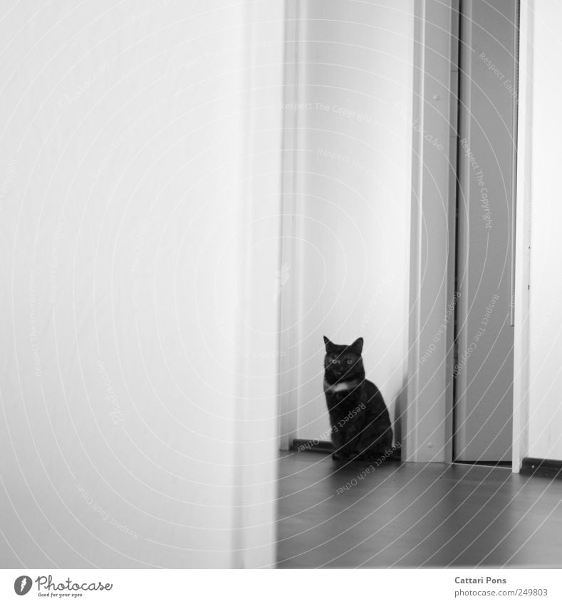 punkt. Tier Haustier Katze 1 beobachten Blick sitzen hell dünn schön Wand warten Einsamkeit einzeln Flur gestreift verstecken Tarnung Schwarzweißfoto