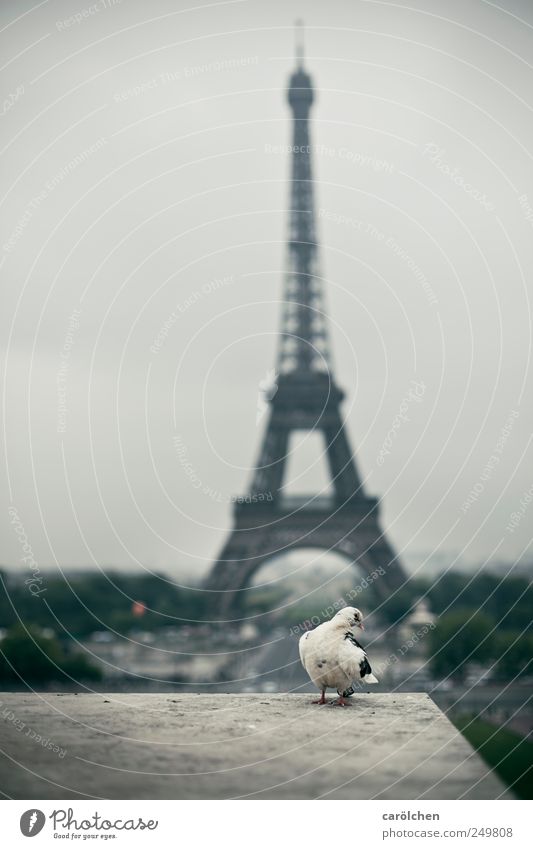please take a picture of me! Tier 1 grau Taube Körperhaltung Schüchternheit Tour d'Eiffel Paris Farbfoto Gedeckte Farben Außenaufnahme Menschenleer