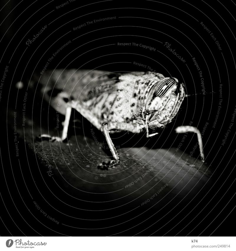 grasshopper Heuschrecke Blick warten stagnierend gestreift Auge Muster Schwarzweißfoto Nahaufnahme Nacht Kunstlicht Licht Schatten Kontrast Starke Tiefenschärfe