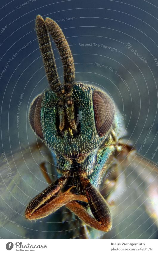 Erzwespe ganz groß Umwelt Natur Tier Sommer Totes Tier Wespen 1 ästhetisch exotisch glänzend gruselig blau braun türkis Mikrofotografie Mikroskop Farbfoto