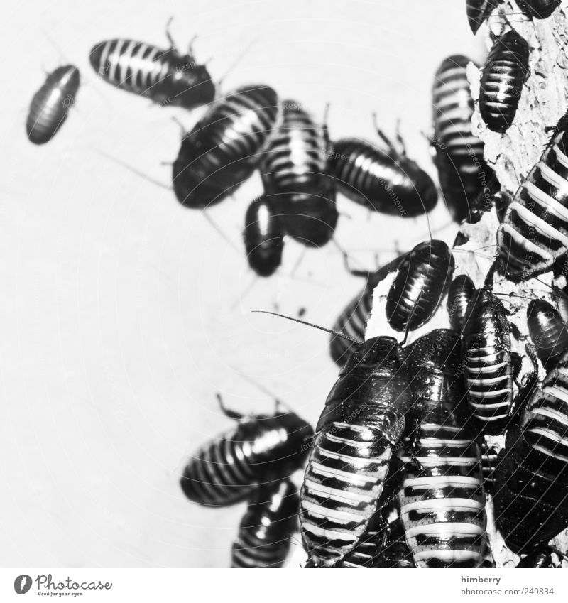 buggy Umwelt Natur Tier Wildtier Käfer Tiergruppe Schaben Insekt Schädlinge Schädlingsbekämpfung Pflanzenschädlinge Schwarzweißfoto Innenaufnahme Studioaufnahme