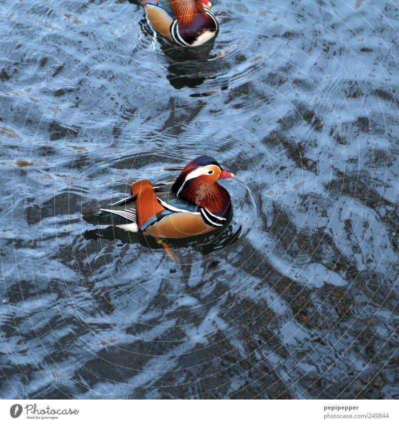 Mandarinente(n) Wasser Sommer Schönes Wetter Wellen Teich See Kleinstadt Tier Totes Tier Flügel 2 Schwimmen & Baden blau braun gelb rot Ente Schnabel Feder
