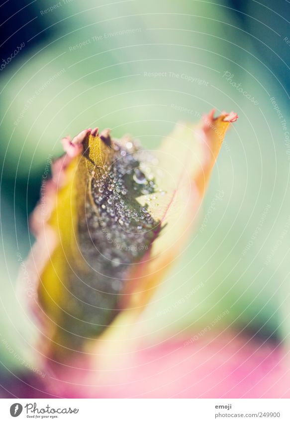 Schmetterling Natur Wassertropfen Pflanze Blatt glänzend natürlich Tropfen klein Mikrofotografie Farbfoto Außenaufnahme Nahaufnahme Detailaufnahme Makroaufnahme