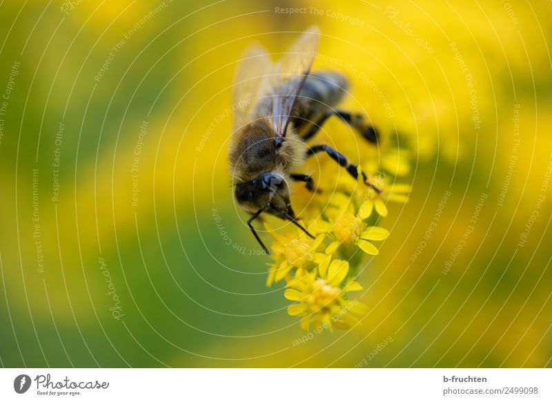 Biene auf gelber Blüte Garten Park gebrauchen berühren Blühend festhalten Honigbiene Pollen Sammlung Sommer Nektar Blütenstempel Stauden Farbfoto Außenaufnahme