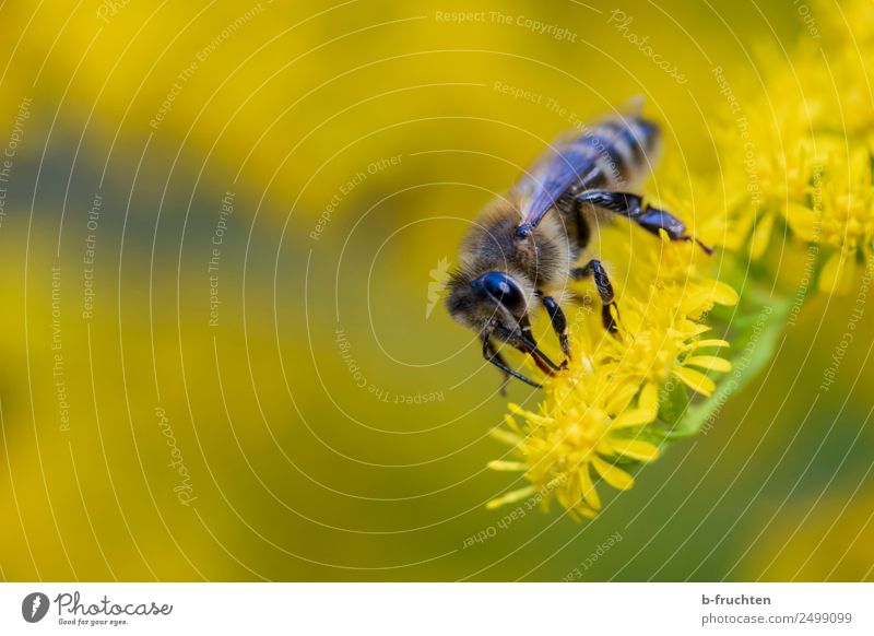 Biene auf gelber Blüte Pflanze gebrauchen festhalten fliegen Honigbiene Sammlung Pollen blütennektar Nektar Sommer Farbfoto Außenaufnahme Nahaufnahme