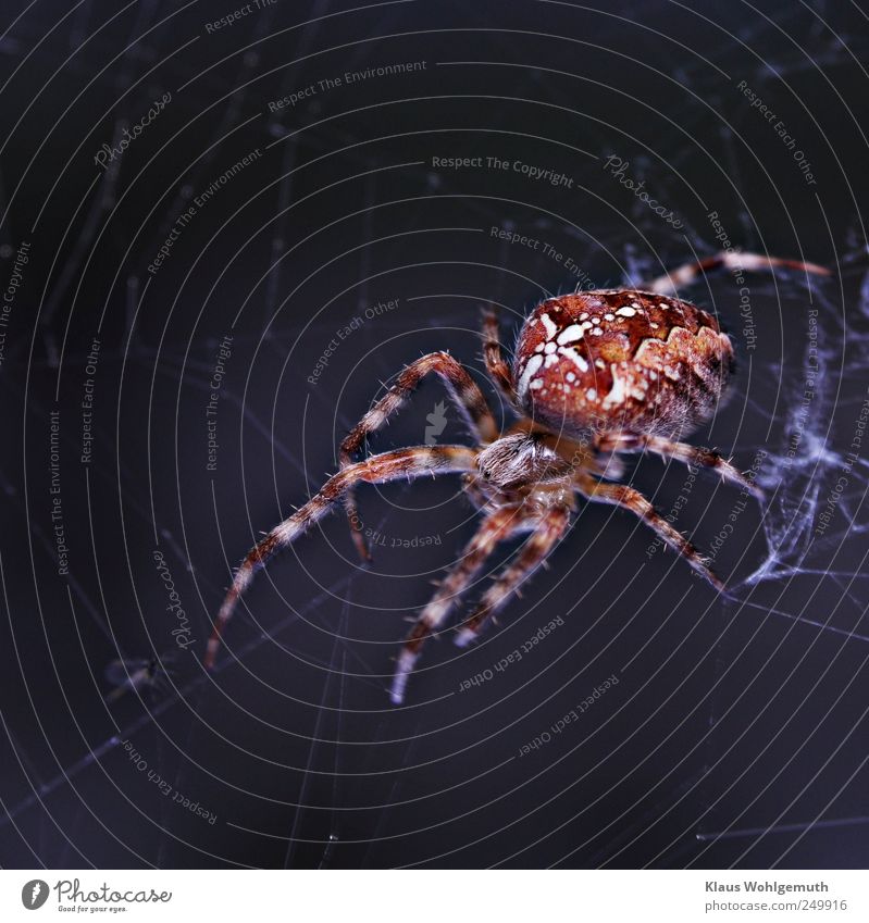 Hübsche Kreuzspinne sitzt in ihrem Netz und wartet auf Beute Behaarung Tier Spinne Tiergesicht 1 warten blau rot weiß Spinnennetz Spinnenbeine Spinngewebe