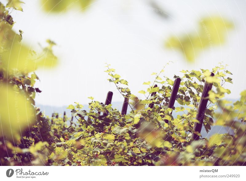 Herbstsegen. Umwelt ästhetisch Ackerbau Weinbau Berghang Weinberg Weintrauben Weinlese grün reif Italien Kultur Farbfoto Gedeckte Farben Außenaufnahme Muster