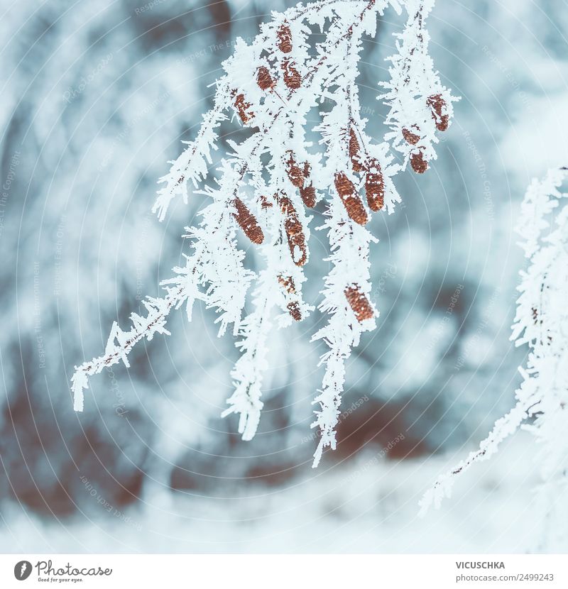 Gefrorene Baumzweige mit Schnee und Reif Lifestyle Winter Weihnachten & Advent Natur Schönes Wetter Design Frost Raureif Ast gefroren Farbfoto Außenaufnahme