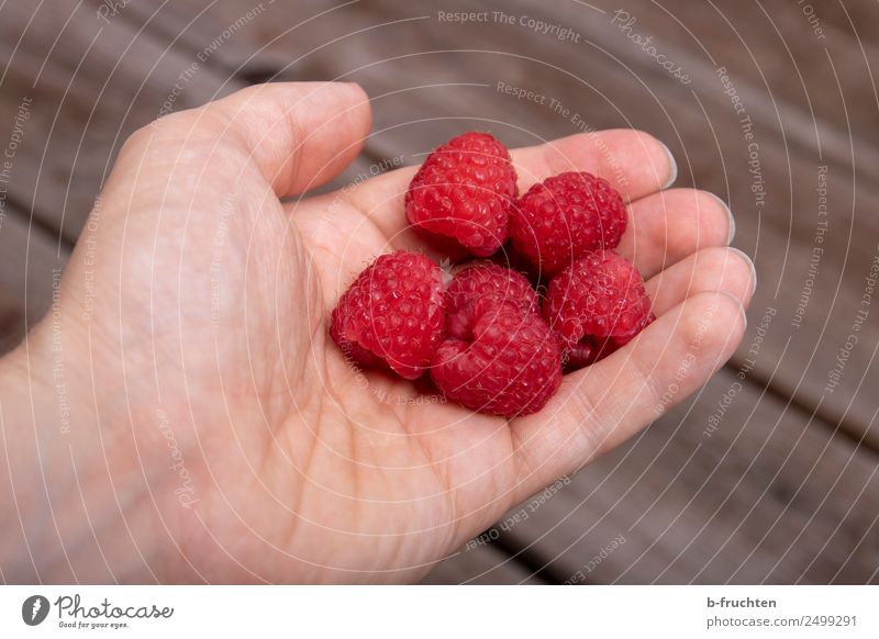 Frische Himbeeren Frucht Bioprodukte Mann Erwachsene Hand Finger Garten Holz wählen festhalten frisch Gesundheit rot Beeren lecker Süßwaren Vitamin Farbfoto
