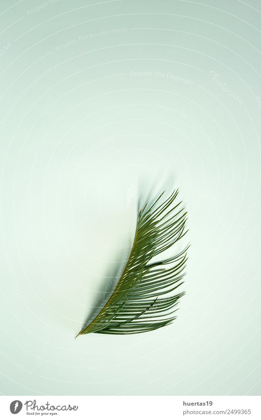Blatt einer tropischen Pflanze exotisch Garten Natur Baum Wald Urwald natürlich grün Schot Palme Handfläche Ficus flache Verlegung vereinzelt Bambus Hintergrund