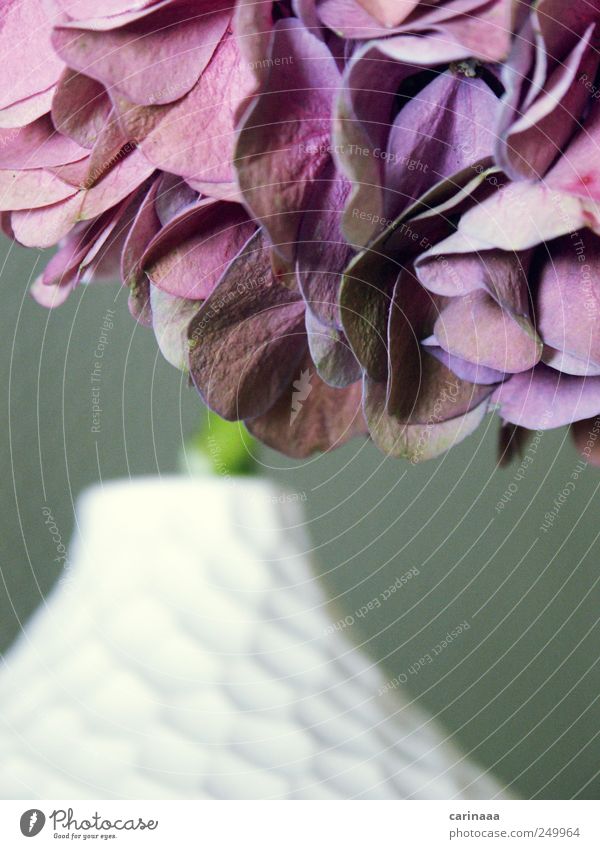 Hortensie Dekoration & Verzierung Natur Pflanze Sommer Blume Blüte ästhetisch nah grau grün violett rot weiß Farbe stagnierend Farbfoto Innenaufnahme