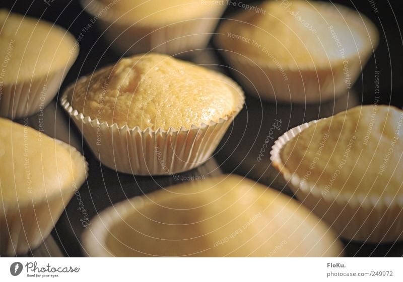 Baking of Lebensmittel Teigwaren Backwaren Kuchen Dessert Süßwaren Ernährung Küche Gastronomie gelb schwarz Bäckerei Muffin Törtchen Backblech aufgehen süß