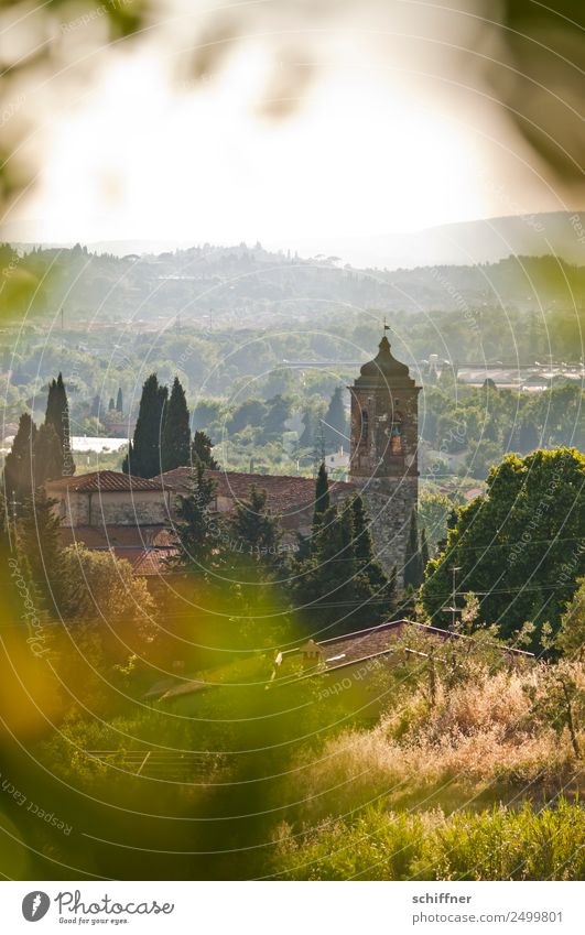 Krimi | Im Schatten der Pineta Landschaft Pflanze Schönes Wetter Wiese Feld Wald Kirche Bauwerk Kloster authentisch Toskana Kiefer Italien