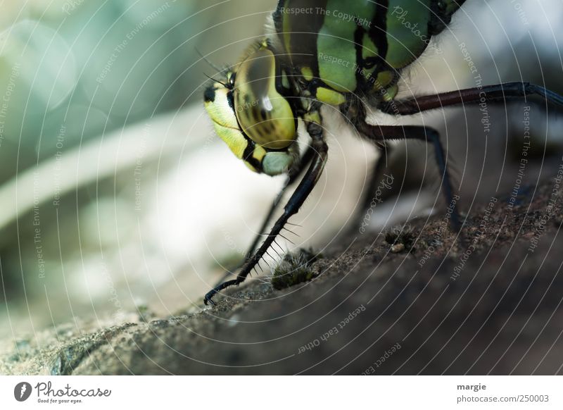 Morgengymnastik einer Libelle am Teich Umwelt Natur Erde Sand Bach Tier Käfer Tiergesicht Krallen Auge Beine 1 fliegen krabbeln Blick tauchen nass stachelig