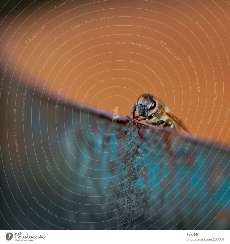 Auftauchen Umwelt Tier Sommer Wildtier Tiergesicht Wespe 1 Stahl Rost beobachten fliegen krabbeln frei klein natürlich stachelig blau gelb gold Bewegung