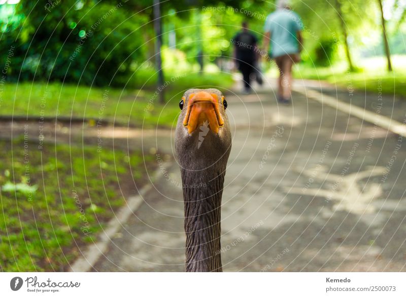 Lustiges Porträt einer Gans, die auf die Kamera vor der Kamera schaut. Freude Gesicht Ferien & Urlaub & Reisen Sommer Garten Mensch Zoo Natur Tier Park Teich