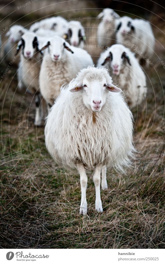 entourage Gras Moos Wiese Feld Nutztier Herde Blick stehen warten grün schwarz weiß Schaf Schafherde herausfordernd provokant Weide Fressen Farbfoto