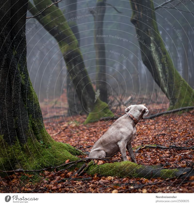 Krimi | Instinkt Natur Landschaft Urelemente Herbst Nebel Regen Baum Wald Urwald Tier Haustier Hund 1 beobachten warten Sicherheit Verschwiegenheit Tierliebe