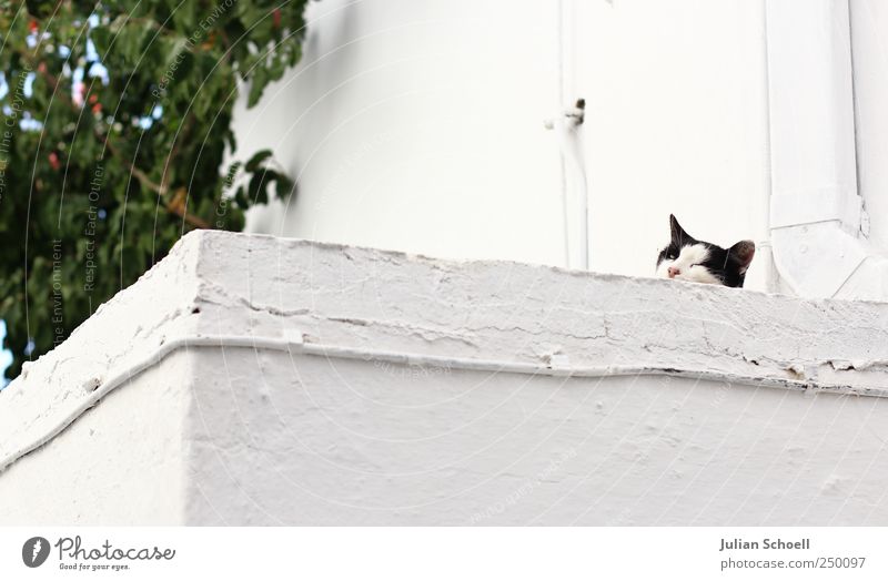 Auf der Mauer auf der Lauer Tier Katze 1 Stein beobachten weiß Farbfoto Außenaufnahme Schwache Tiefenschärfe Tierporträt Blick in die Kamera Blick nach vorn
