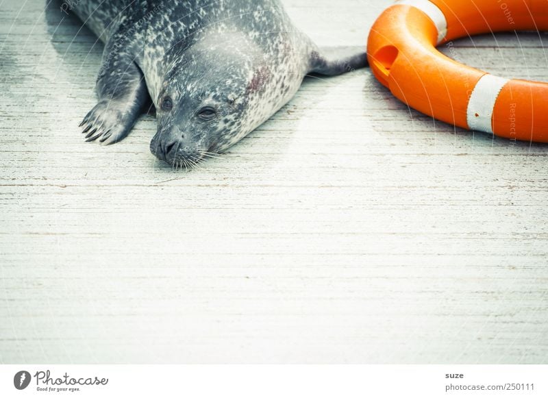Bereitschaftsdienst Tier Wildtier Tiergesicht 1 liegen warten lustig Neugier niedlich wild Rettung Halbschlaf orange Seehund Robben Rettungsring Tierschutz
