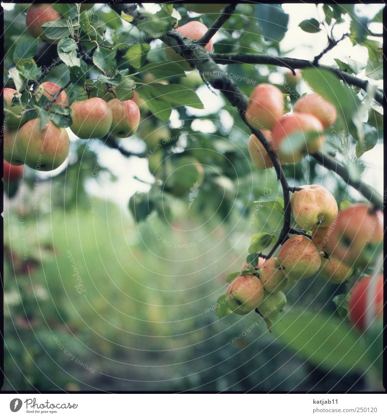 Apples Frucht Apfel Umwelt Natur Pflanze Sommer Baum Nutzpflanze Garten Schrebergarten frisch saftig reif Apfelbaum Farbfoto Außenaufnahme Tag