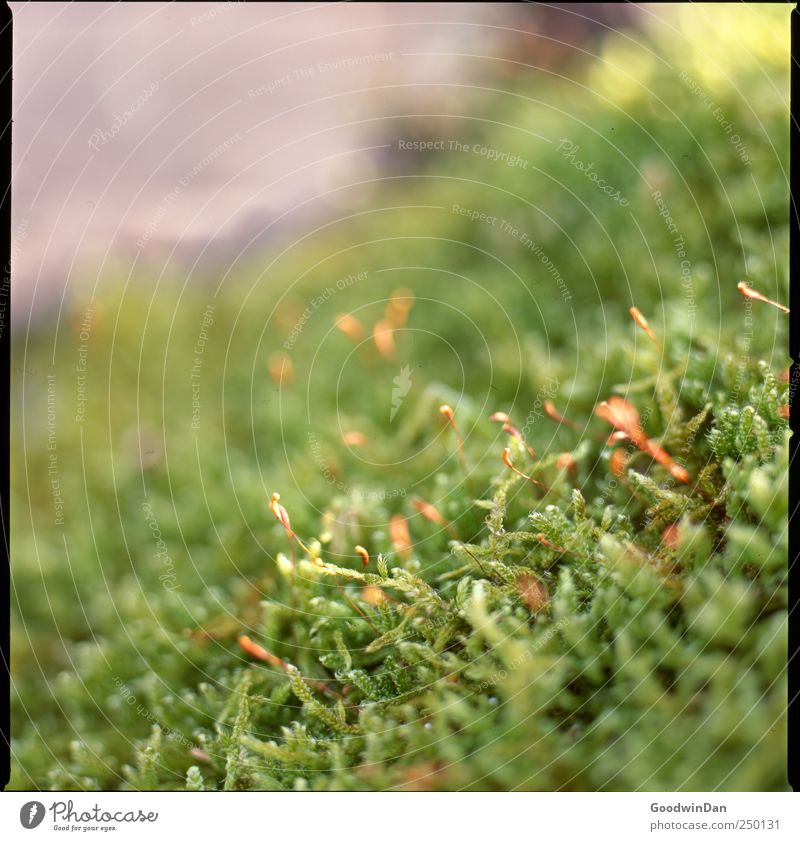 St. James Park. Umwelt Natur Pflanze Moos authentisch einfach schön viele Farbfoto Außenaufnahme Menschenleer Tag Dämmerung Licht Unschärfe