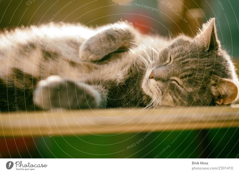 Grauer Kater liegend auf einem Brett Tier Haustier Katze Fell 1 niedlich weich grau Zufriedenheit Geborgenheit ruhig Erholung Gelassenheit Natur Pause schlafen