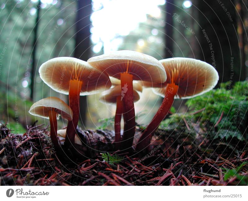 Pilzgruppe Wald Gegenlicht Pflanze braun Tiefenschärfe Makroaufnahme Bodenbelag Lampe