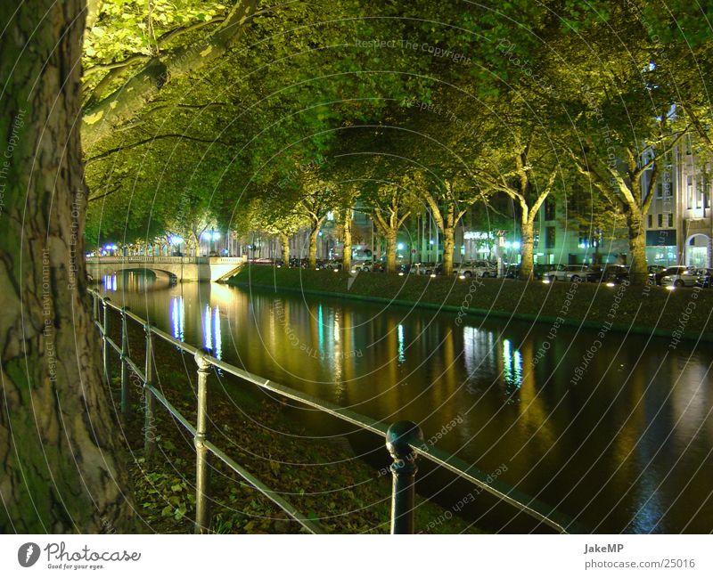 Lichspiel in Düsseldorf Baum modern Wasser Küste Abend Natur Nacht