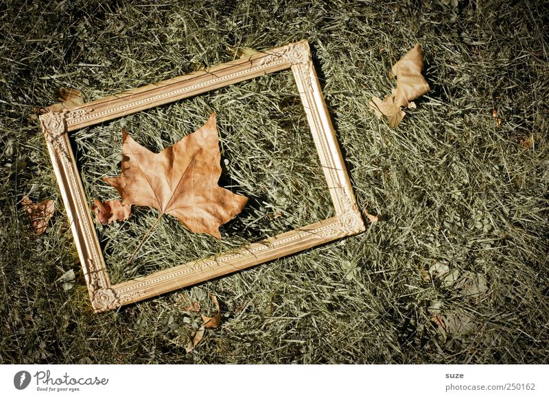 ahorn-blatt-bild-rahmen-wiese Umwelt Natur Herbst Schönes Wetter Blatt Wiese außergewöhnlich natürlich gold grün Herbstlaub Boden Bilderrahmen Rahmen edel