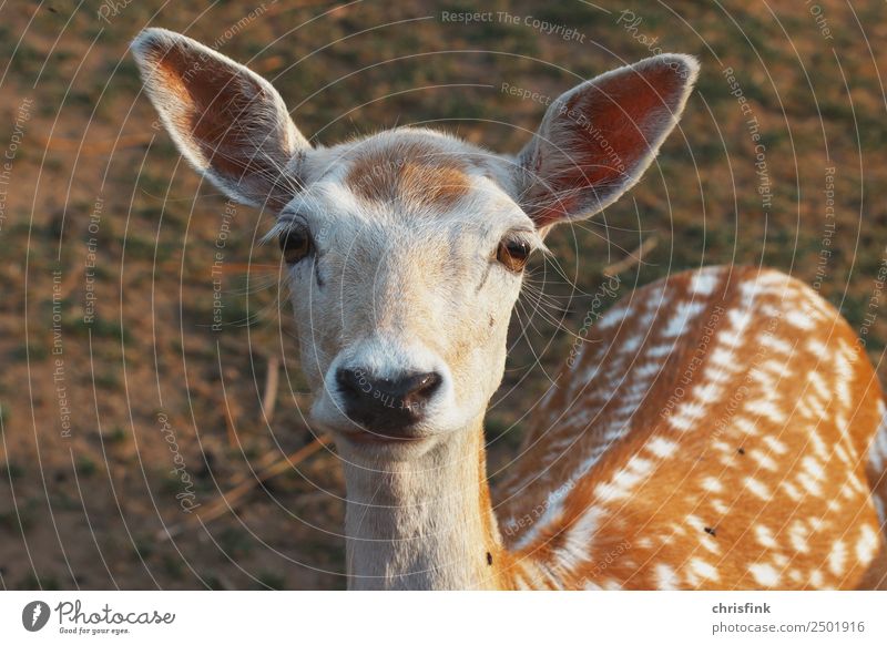 Reh blickt in die Kamera Lebensmittel Tier Wildtier Hirsche schalenwild Jagd Jäger Bambi 1 braun Farbfoto Außenaufnahme Morgen Blick