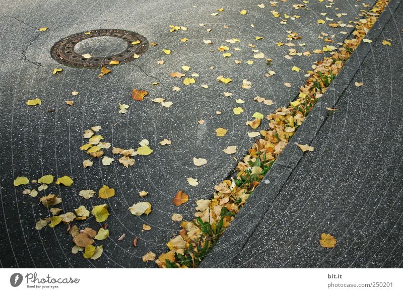 399 Tage... Umwelt Herbst Klima Straße Wege & Pfade leuchten liegen dehydrieren dunkel kalt gelb gold grau Stimmung Herbstlaub herbstlich Herbstbeginn