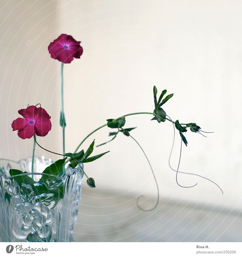 Umschlungen Pflanze Blume Blatt Blüte Passionsblume Kletterpflanzen Knsope festhalten hell natürlich grün rosa Vase Gartenblume Farbfoto Außenaufnahme