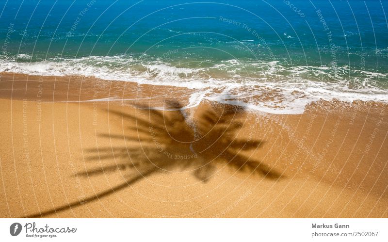 Strand mit Schatten einer Palme Erholung Ferien & Urlaub & Reisen Sommer Natur Sand gelb Hintergrundbild Meer Wellen typisch Süden Farbfoto Außenaufnahme