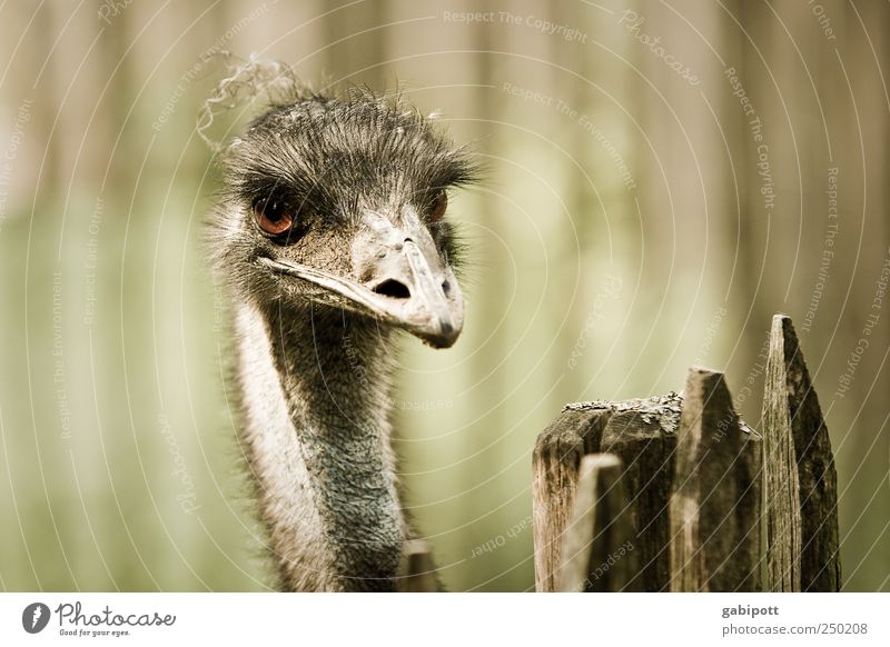 Hangover Tier Zoo Emu 1 außergewöhnlich exotisch braun grün Zaun Schnabel Blick Vogel Gedeckte Farben Außenaufnahme Menschenleer Tag Sonnenlicht