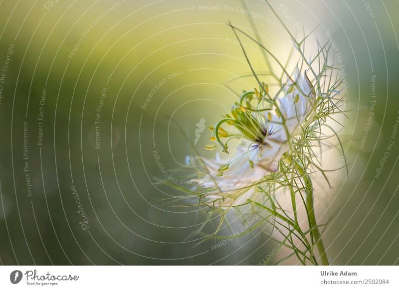 Jungfer im Grünen (Nigella damascena) - Blumen elegant Design schön Wellness harmonisch Wohlgefühl Zufriedenheit Erholung ruhig Meditation Spa