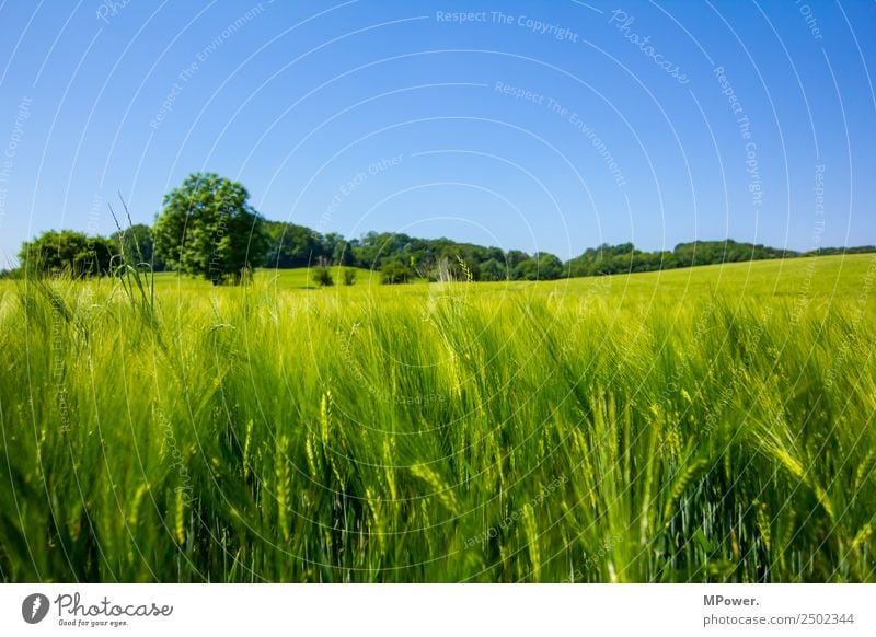 getreidefeld Umwelt Landschaft Schönes Wetter Feld Wachstum Getreidefeld Weizen Rogen grün Ackerbau Landwirtschaft blau Farbfoto Außenaufnahme Tag