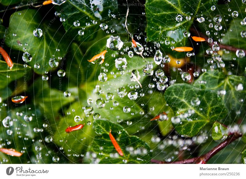Regen gefangen Natur Pflanze Wassertropfen Sommer Sträucher Efeu Blatt Grünpflanze Garten Tier Spinne beobachten schön gelb grün schwarz Spinnennetz abstract