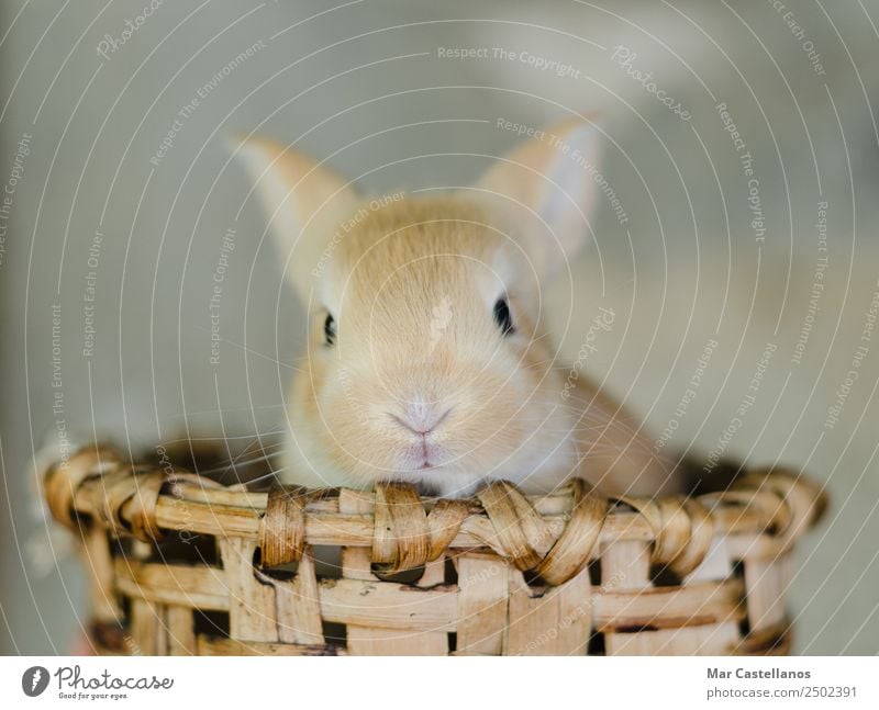 Kleines Kaninchen im Holzkorb Glück schön Sommer Ostern Natur Tier Frühling Haustier Nutztier Tiergesicht 1 klein natürlich niedlich weich braun Warmherzigkeit