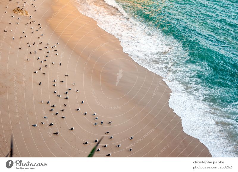 Die Strandwächter Ferien & Urlaub & Reisen Sommer Sommerurlaub Meer Wellen Vogel Schwarm sitzen warten Umwelt Pause bewachen Gischt Möwe Farbfoto Außenaufnahme