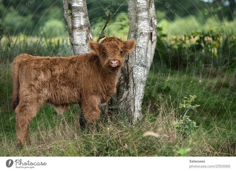 Junges Rind Kalb Natur Tier Tierporträt Außenseite Nutztier Kuh Außenaufnahme Tierjunges Wiese Weide braun Fell Rinderhaltung Viehzucht Landwirtschaft Landleben